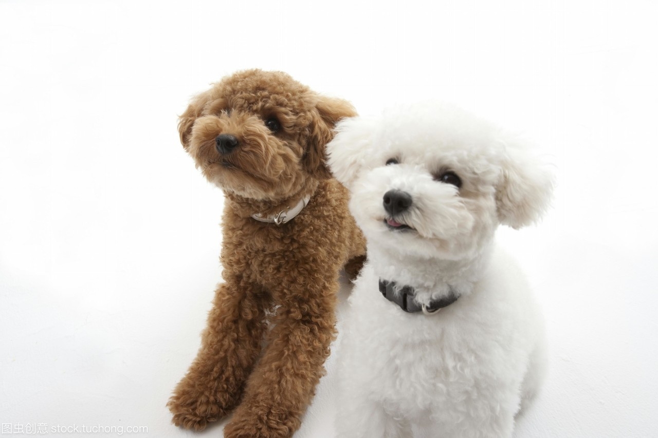 玩具贵宾犬