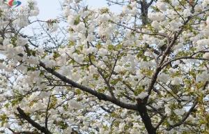 东京樱花