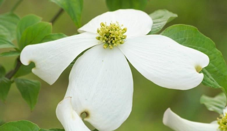 四照花四照花