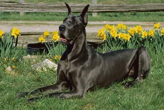 大型犬品种 体高61厘米以上 体重超过40公斤的犬类 搜狗百科