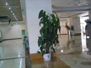 绿宝石喜林芋