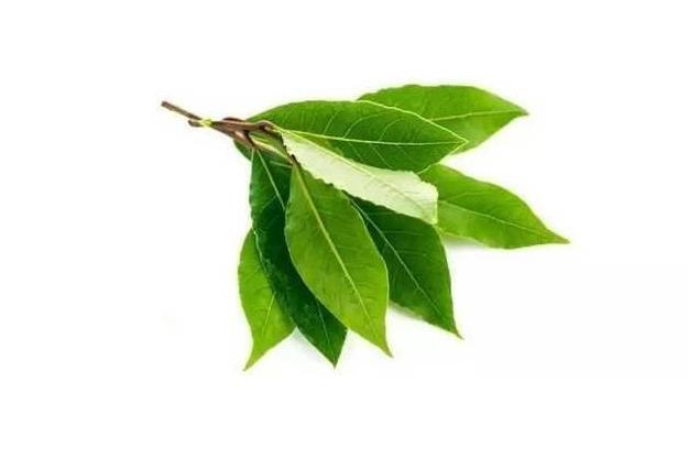 月桂叶 月桂树的叶子 搜狗百科