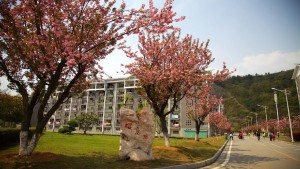 樱花路（阳锦晨摄）