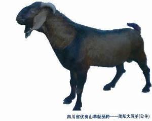简阳大耳羊（公羊）