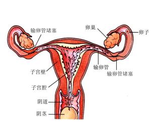 输卵管