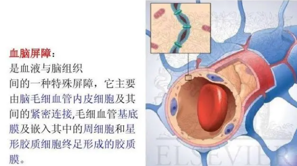 血脑屏障