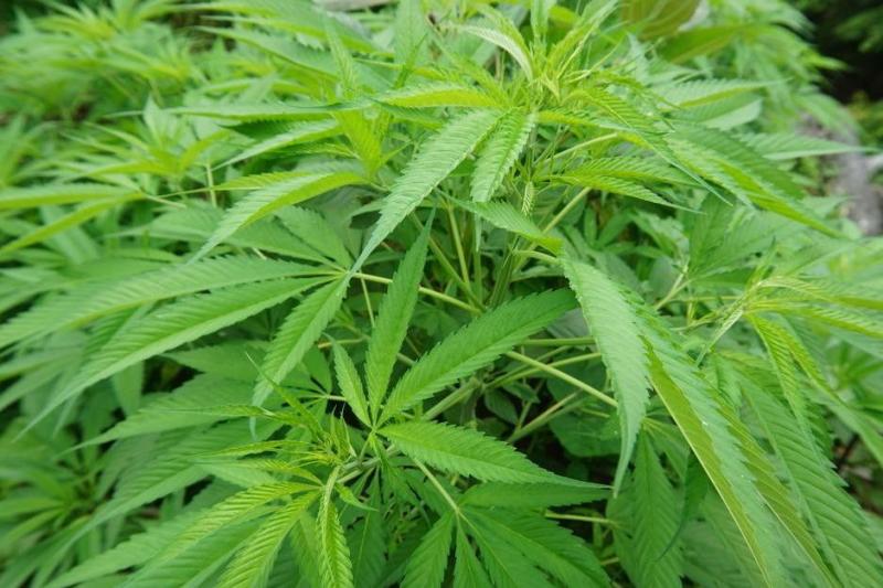 火麻 搜狗百科 火麻 搜狗百科