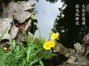 大花金鸡菊