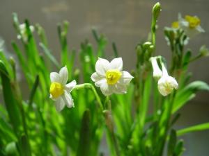 水仙花语 花语类型 搜狗百科