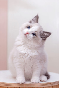 布偶猫