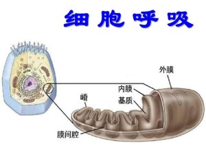 细胞呼吸