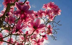 辛夷花树 搜狗百科