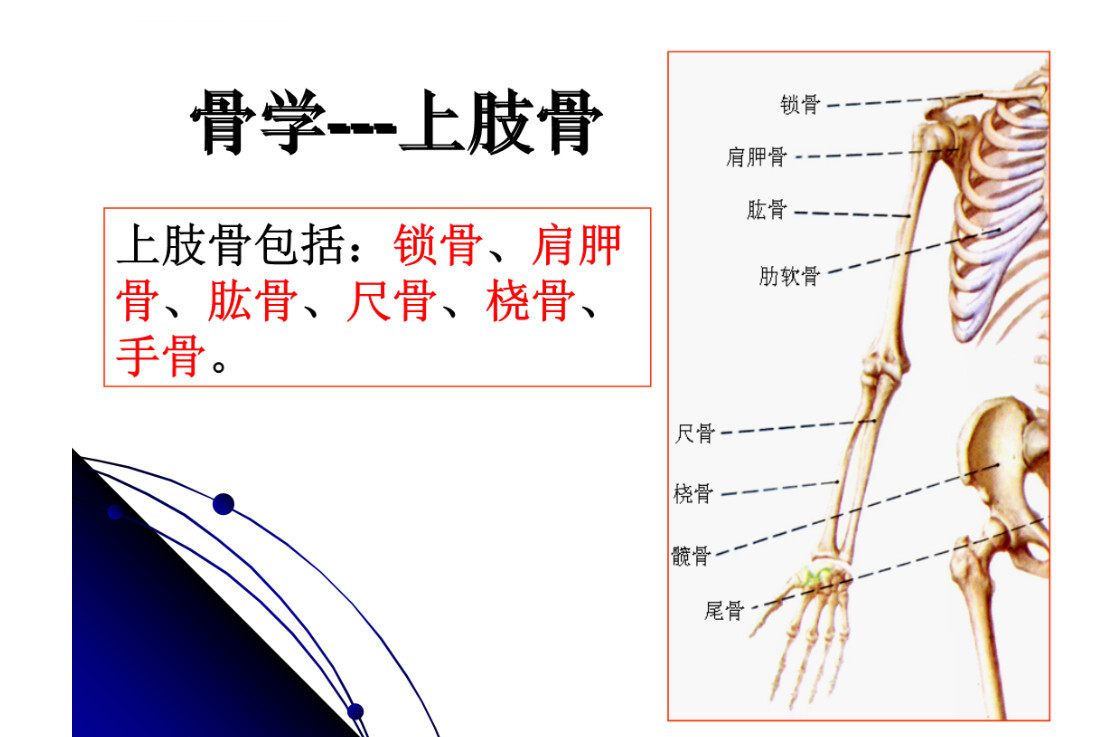上肢骨 人体骨骼 搜狗百科
