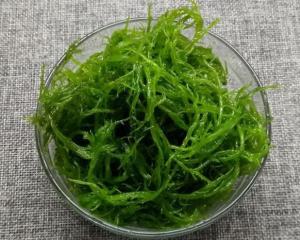 海发菜
