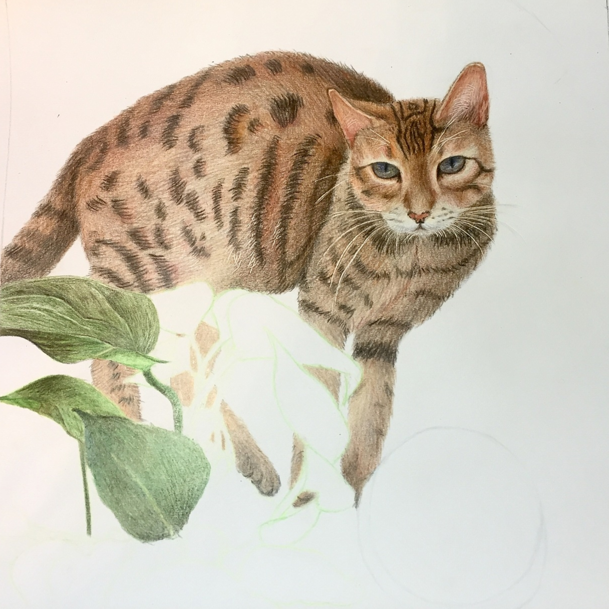 孟加拉豹猫