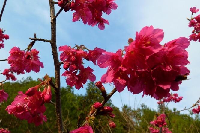 福建山樱花 蔷薇科樱属植物 搜狗百科
