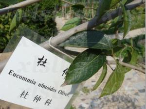 杜仲科