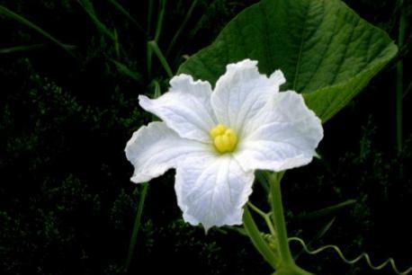 夕颜 月光花的别称 搜狗百科