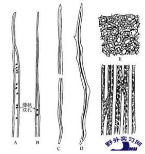 厚壁组织厚壁组织与厚角组织不同,细胞具有均匀增厚的次生壁,并且常常