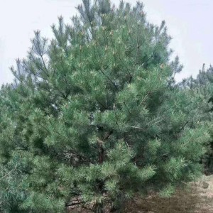 樟子松