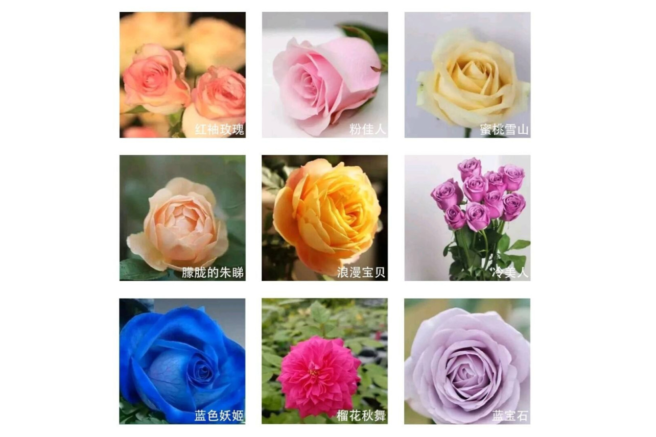 花的类型 搜狗百科 花的类型 搜狗百科