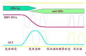 4个时期模式图