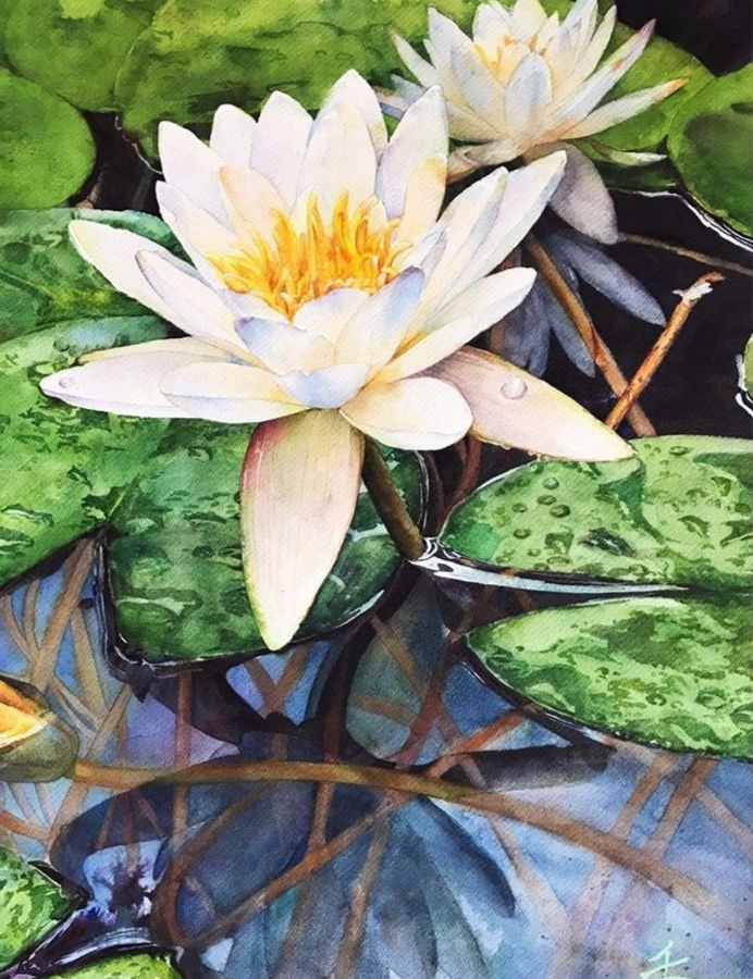 白睡莲