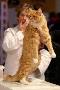 缅因猫