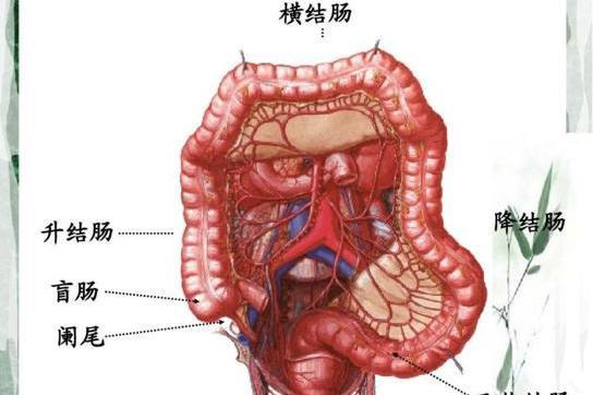 结肠 搜狗百科