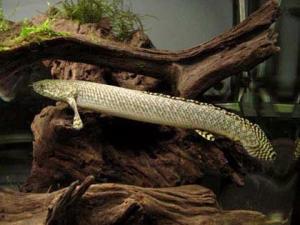 恐龙鱼 脊索动物门无鳞总目动物 搜狗百科