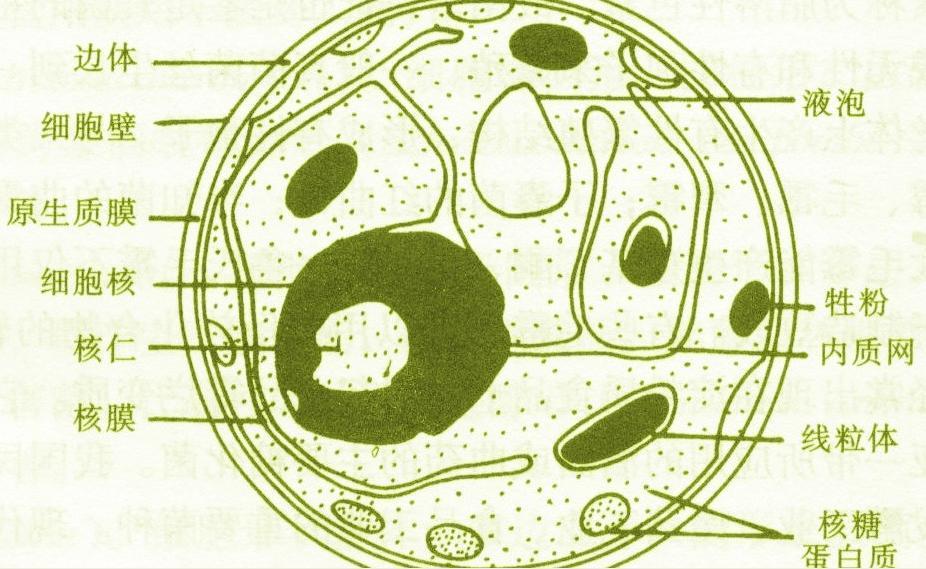 真菌细胞结构图简图图片