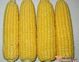 炒玉米原料方法照片