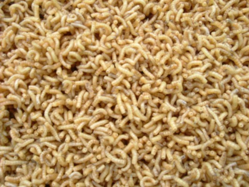 蛆虫 搜狗百科 蛆虫 搜狗百科