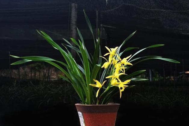 蕙兰 兰科兰属植物 搜狗百科 蕙兰 兰科兰属植物 搜狗百科
