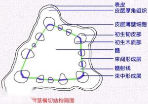 厚角组织 手绘图图片