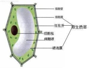 细胞 搜狗百科