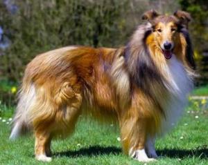 苏格兰牧羊犬 搜狗百科