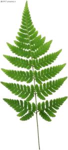 莎草蕨图册