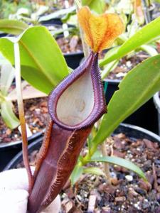 N. inermis × N. singalana