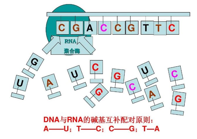 碱基互补配对原则