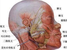 副腮腺位置示意图图片