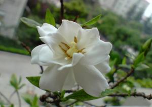 小叶栀子-花