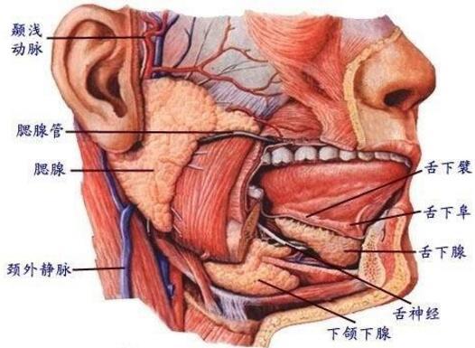 腮帮子是哪个部位图解图片