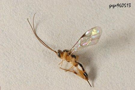 怎样快速长茧 0