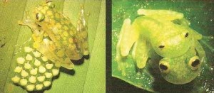 玻璃蛙