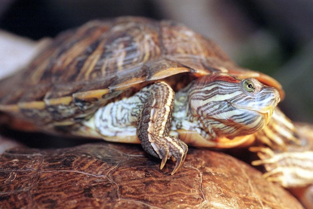 淡水龟_搜狗百科