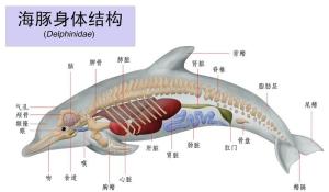 海豚形态