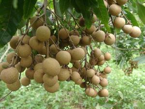 储良龙眼(图4) 储良龙眼(图4)