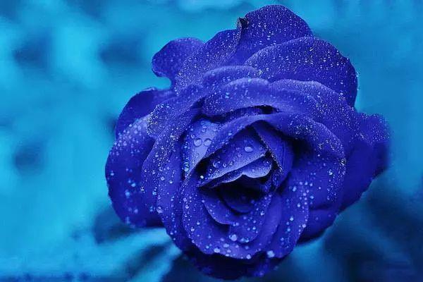 蓝色妖姬 染了蓝紫色的蔷薇科蔷薇属玫瑰种植物 搜狗百科
