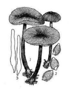 细条盖盔孢伞 - 搜狗百科